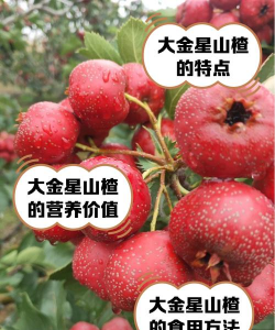 大金星山楂