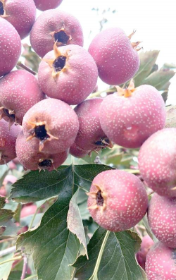 小众送妈妈的花有哪些花