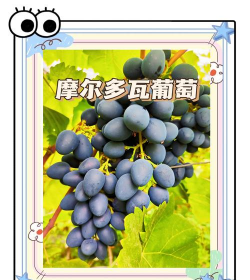 摩尔多瓦葡萄