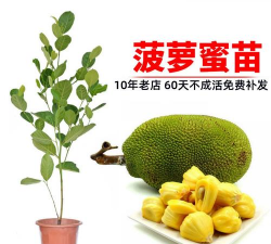 泰国8号红肉菠萝蜜