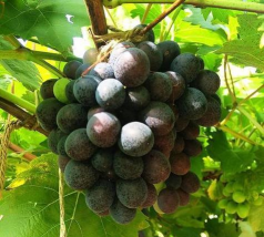 紫珍香葡萄