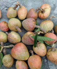 小众送妈妈的花有哪些花