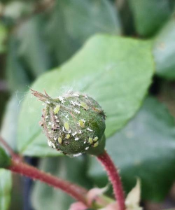 小众送妈妈的花有哪些花