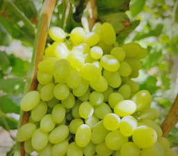 无核白葡萄