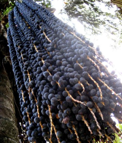 小众送妈妈的花有哪些花