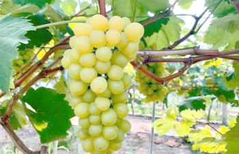 醉金香葡萄