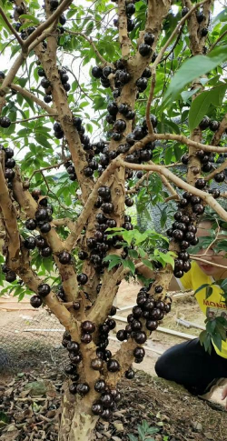 小众送妈妈的花有哪些花