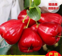 小众送妈妈的花有哪些花