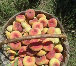 小众送妈妈的花有哪些花