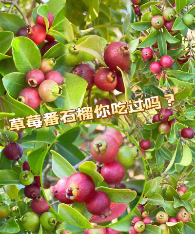 小众送妈妈的花有哪些花