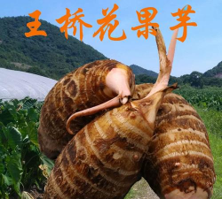 王桥花果芋