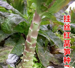 挂丝红莴笋