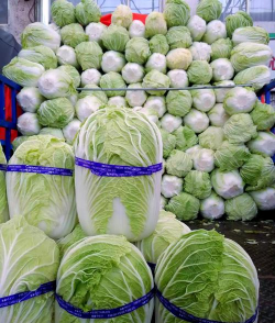 胶州大白菜