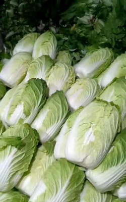 阳春大白菜
