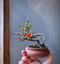 小众送妈妈的花有哪些花