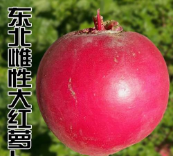 东北雌性红萝卜