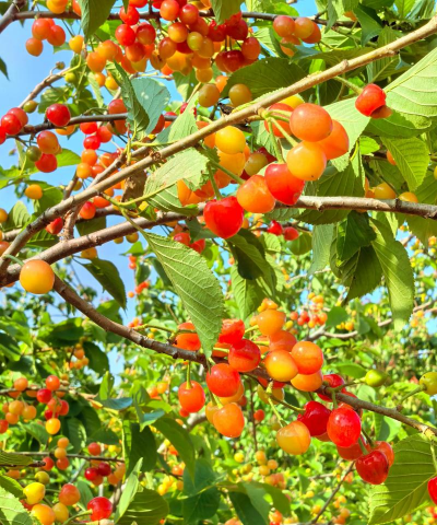 小众送妈妈的花有哪些花