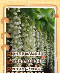 小众送妈妈的花有哪些花