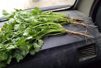 小众送妈妈的花有哪些花