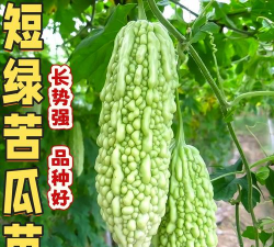 短绿色苦瓜
