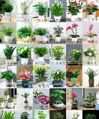 小众送妈妈的花有哪些花