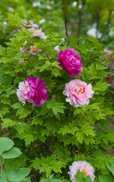 小众送妈妈的花有哪些花