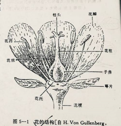 小众送妈妈的花有哪些花