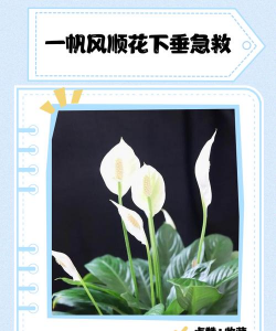 小众送妈妈的花有哪些花