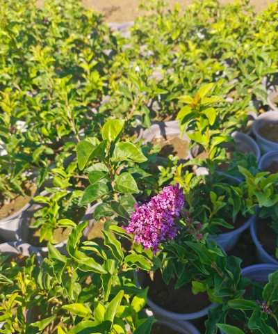 小众送妈妈的花有哪些花