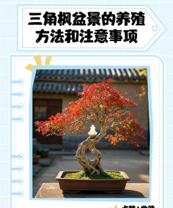 三角枫盆景怎么养