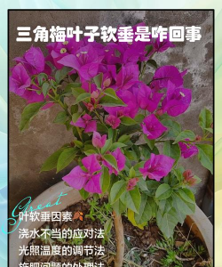 小众送妈妈的花有哪些花