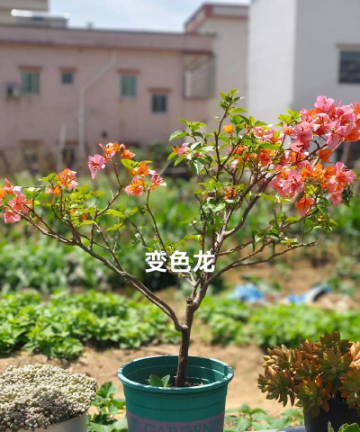 小众送妈妈的花有哪些花
