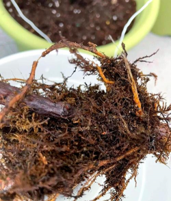 小众送妈妈的花有哪些花