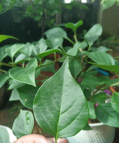 小众送妈妈的花有哪些花