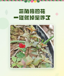 小众送妈妈的花有哪些花