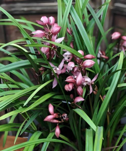 小众送妈妈的花有哪些花