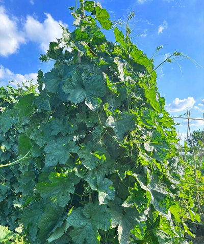 小众送妈妈的花有哪些花
