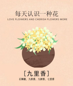 九里香花语