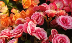 小众送妈妈的花有哪些花