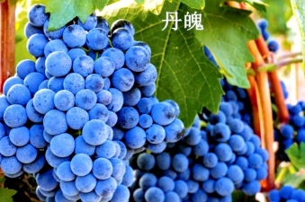 小众送妈妈的花有哪些花