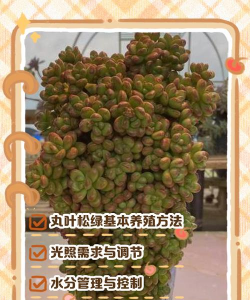 小众送妈妈的花有哪些花