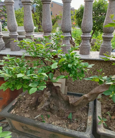 小众送妈妈的花有哪些花