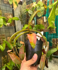 小众送妈妈的花有哪些花