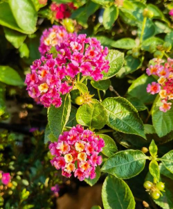 小众送妈妈的花有哪些花