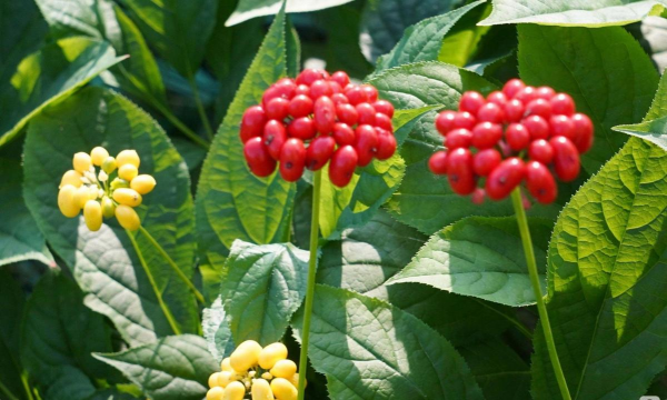 小众送妈妈的花有哪些花