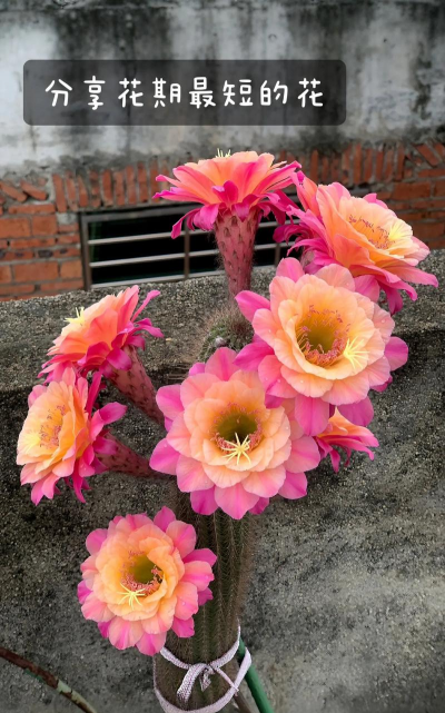 小众送妈妈的花有哪些花