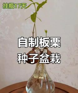 小众送妈妈的花有哪些花
