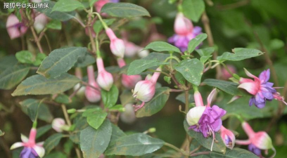 小众送妈妈的花有哪些花