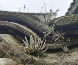 小众送妈妈的花有哪些花