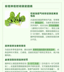 冬菠菜种植时间和方法